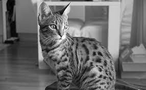 Das günstigste angebot beginnt bei chf 150. Portrait Bengal Katzen Net