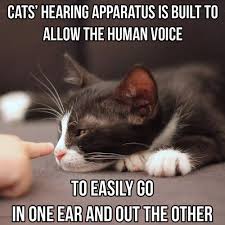 Catsmemes Catsgifmemes Funny Animal Pictures Cat Memes Cats Funnycatsjust Like Cat Funniest Animals Cat Fu Funny Cat Memes Cat Memes Funny Cat Videos