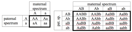 Dihybrid cross is the cross between two different genes that differ in two observed traits. 1 Examples Of Punnett Squares For Monohybrid And Dihybrid Crosses Of Download Scientific Diagram