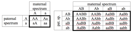 1 Examples Of Punnett Squares For Monohybrid And Dihybrid Crosses Of Download Scientific Diagram