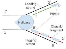 Solved 31. The Leading And The Lagging Strands Differ In | Chegg.Com