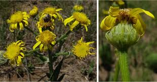 Image result for Senecio latifolius