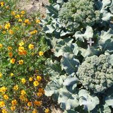 Cabbage crops contain plant chemicals that inhibit tomato growth, as well as. Pdf Companion Planting And Insect Pest Control