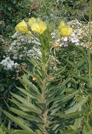 Image result for Onagraceae