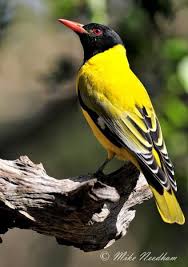 White Birds With Yellow Feathers On Head African Black Headed Oriole Widespread Beautiful Birds Backyard Birds Pet Birds