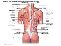 Look no further than this detailed overview of the portions, regions and clinical notes. Pin By Marielle Birks On Anatomy Muscles Of The Neck Muscle Pearson Education