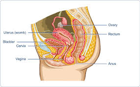 Cervical cancer is a cancer arising from the cervix. About Brachytherapy Introduction To Cervical Cancer
