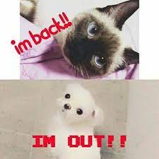 See more ideas about got7, jaebum, jaebum got7. Update Jb Adopted 2 Stray Cats Nora Is Back Youngjae Is Out Of The Dorm Jb In Lotj W Mark Celebrity News Gossip Onehallyu