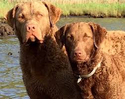 The chesapeake bay retriever is a breed of dog with a distinct wavy coat and has its roots from the chesapeake bay where it is used to retrieve games and sit on the boat to guard the game on its way to the market. Chesapeake Bay Retriever