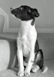 Scout The Border Collie Mix Border Collie Mix Dogs Jack Russell
