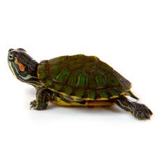 My Turtle Store Red Eared Slider Turtle Turtles For Sale Slider Turtle