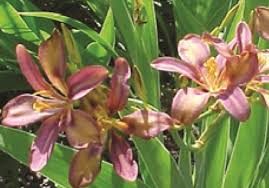 Image result for Pardancanda norrisii