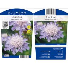 We did not find results for: Scabiosa Jap Var Ritz Blau Scjrblaup011 Floraxchange