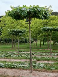 Dach Platanen Richtig Schneiden Platanen Gartenspaliere Garten