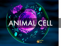 The virtual cell animation collection was featured in cell biology education click here to read the article and download the included pdf file. Animal Cell Vs Plant Cell By Rashonp