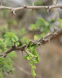 Image result for Acacia davyi