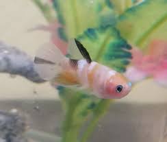 I know that betta fish can be aggressive towards other fish, especialyl brightly coloured ones. Sexing Baby Betta Fish Aquariacentral Com