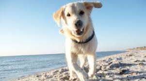 Police believe the woman, aged in her 30s or 40s, was not the owner of the three dogs that attacked her in the front yard of a maryborough home. First Time Dog Registration To Be Free Fraser Coast Regional Council
