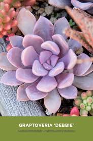 The green gives way to red when it is happily stressed. Graptoveria Debbie Succulents And Sunshine Succulent Landscaping Purple Succulents Pink Succulent