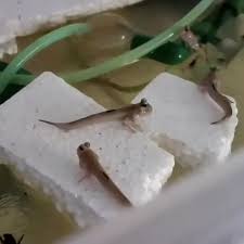 The Indian Mudskippers Fish Video Freshwater Fish Fresh Water Fish Tank Pet Fish
