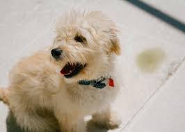 Goldendoodle, aussiedoodle and bernedoodle puppies in wv, ky and ny. A Step By Step Guide To Potty Training A Goldendoodle Puppy Doodle Tips
