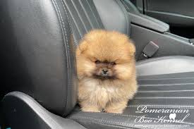 She should be about five to six lbs full grown. Mini Pomeranian Teddy Bear Tobypomeranian Puppies For Sale Bo Price Boo Puppy Pomeranian For Sale Pomeranian Breeders Pomeranian Boo Kennel