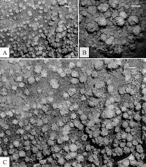 Image result for Ixora kalehensis