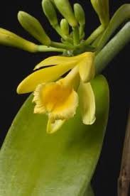 Image result for Vanilla roscheri