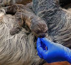 Meet zippy the baby sloth! Getting Ready For Baby Sloth 2 Denver Zoo