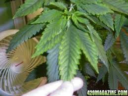 Cannabis pests are probably the biggest threats to having an abundant harvest for most cannabis growers. Cannabis Plant And Pest Problem Solver Pictorial 420 Magazine
