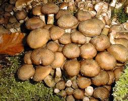 44 Bons Champignons Champignons Passion Champignon Etagere Bureau