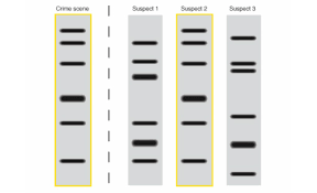 Learn vocabulary, terms and more with flashcards, games. Chap7 Dna Fingerprinting