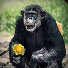Bring Chimps Home To Sanctuary Chimp Forest Habitat Chimpanzee