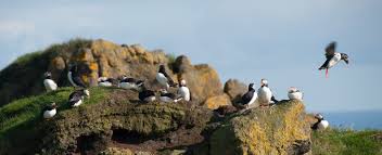 Black Bird With Yellow Beak And White Belly Pin On Puffins
