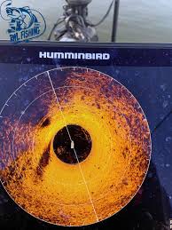 Are stripe bass running in Siuslaw river?