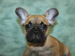 Maybe you would like to learn more about one of these? French Bulldog Dog Male Fawn 2754264 Petland Rome