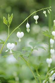 Deadheading Is An Important Part Of Bleeding Heart Pruning When Your Plant Is Blooming Check It Eve Bleeding Heart Plant Bleeding Heart Bleeding Heart Flower