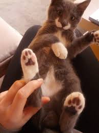 Resultado de imagen para imagenes de patas o almohadillas de perros y gatos
