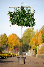 Maybe you would like to learn more about one of these? Prunus I Novita Laurier