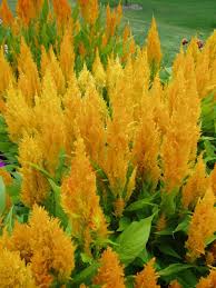 Image result for Celosia