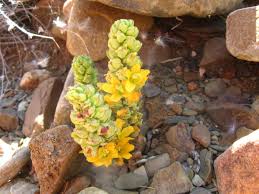 Image result for Alectra orobanchoides