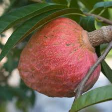 Image result for Annona reticulata