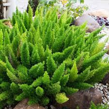 An excellent choice for hanging baskets and containers. Asparagus Mayerri Foxtail Fern Plant Nestreeo Com