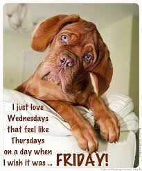 Wednesday Humor Halfway Through The Week Happy Hump Day Midway Thursday Funny Happy Friday Animal Humor Dog F Bordeaux Dog Cute Dogs Cute Animals