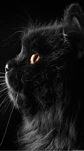 Pin By Marielisza Zsoliman On C Cute Black Wallpaper Cute Black Cats Cat Wallpaper