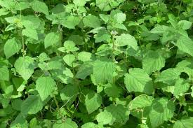 Image result for Hyptis