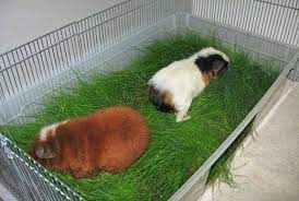 Pin On Products For Your Guinea Pig