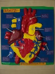 Clay Human Heart Model Scienza Lavoro