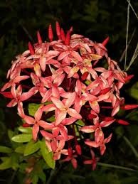 Image result for Ixora praetermissa