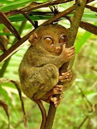 Top 50 Critically Endangered Animals In The Philippines In 2020 Endangered Animals Tarsier Weird Animals